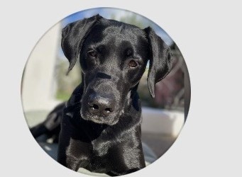 Lulu Original