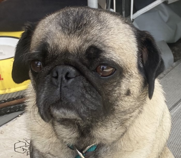 Mops Original